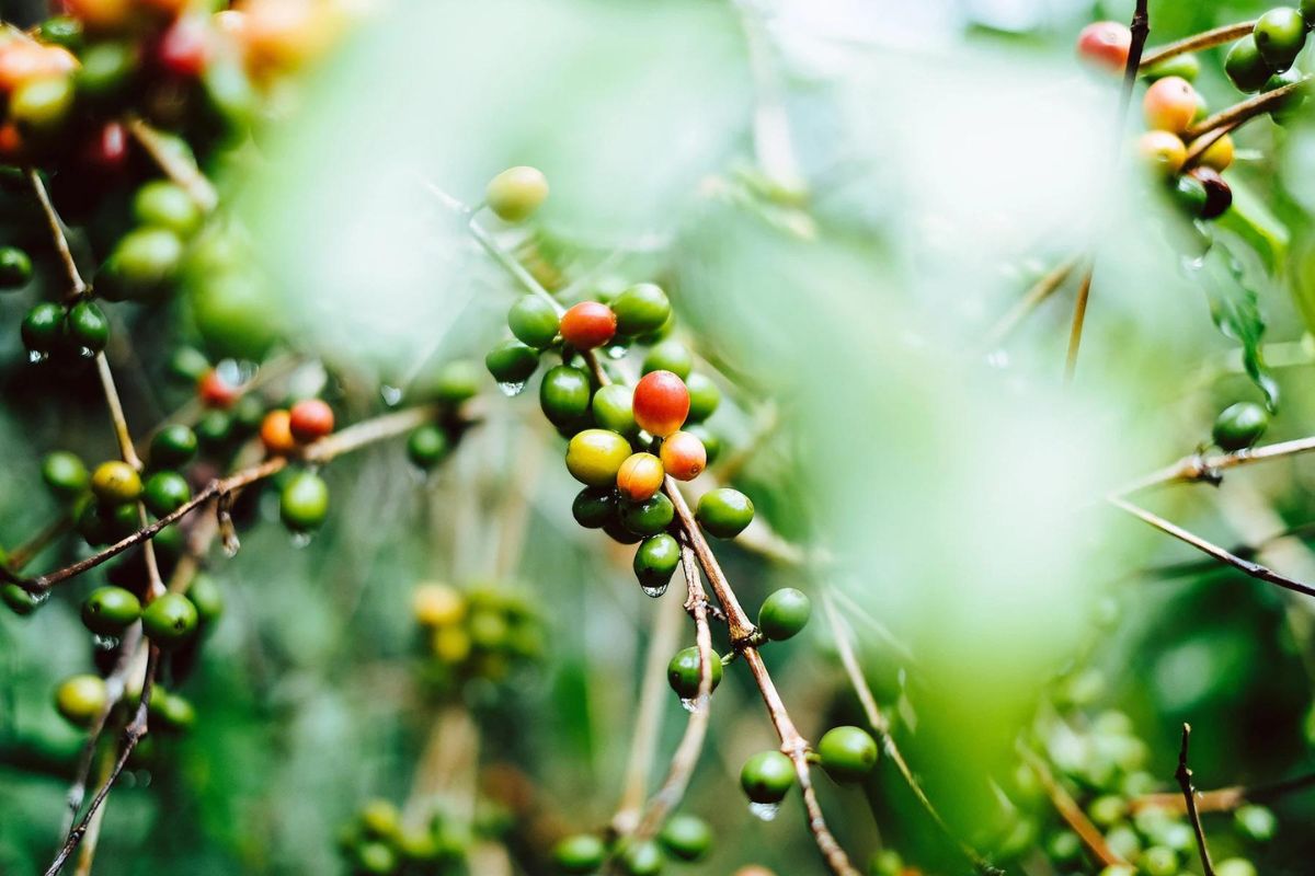 Sustainability in Coffee Production